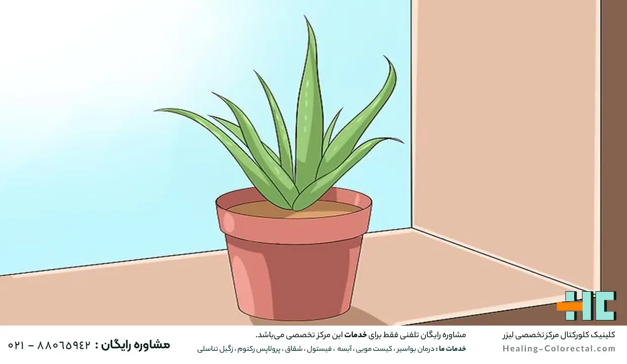 آلوئه ورا برای درمان هموروئید